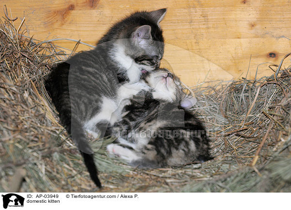domestic kitten / AP-03949