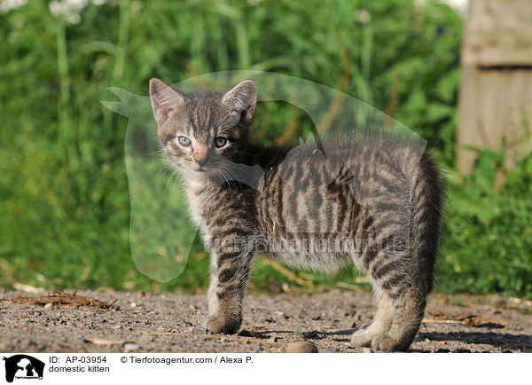 domestic kitten / AP-03954