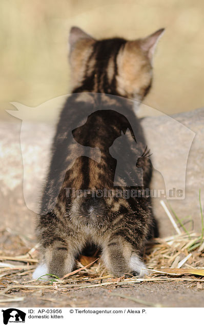 domestic kitten / AP-03956