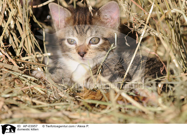 domestic kitten / AP-03957