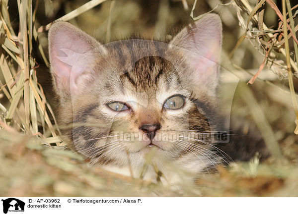 domestic kitten / AP-03962