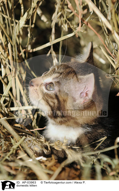 domestic kitten / AP-03963