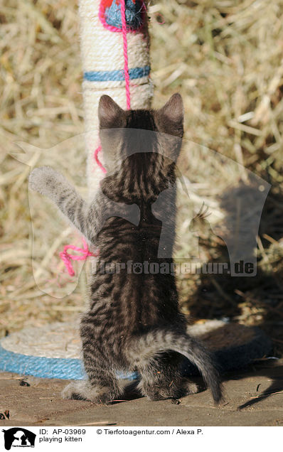 spielende Ktzchen / playing kitten / AP-03969