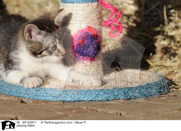 playing kitten / AP-03971
