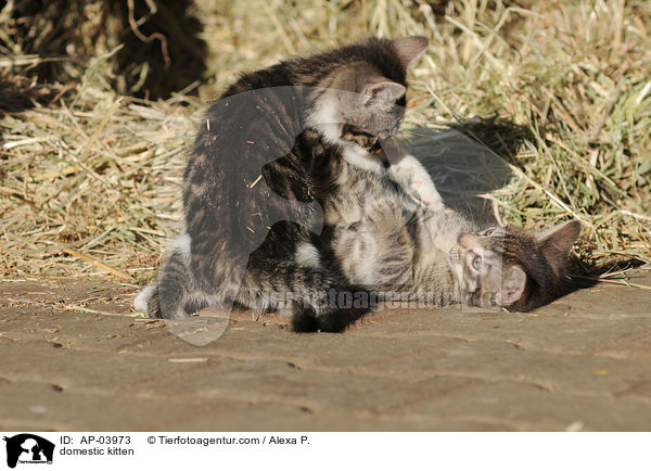 domestic kitten / AP-03973