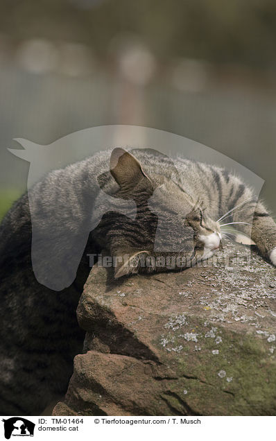 Hauskatze / domestic cat / TM-01464
