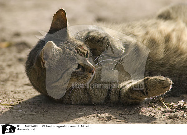 domestic cat / TM-01490