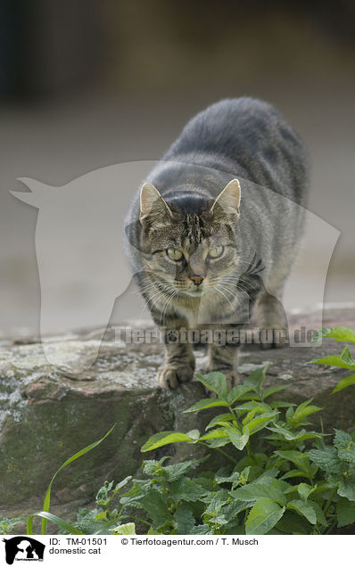Hauskatze / domestic cat / TM-01501