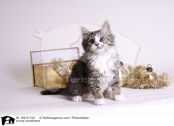 young crossbreed / BS-01102