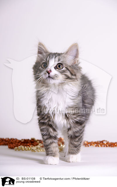 junger Maine-Coon-Mischling / young crossbreed / BS-01108