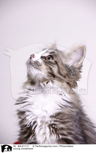 junger Maine-Coon-Mischling / young crossbreed / BS-01117