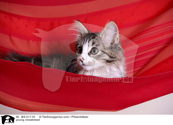 junger Maine-Coon-Mischling / young crossbreed / BS-01119