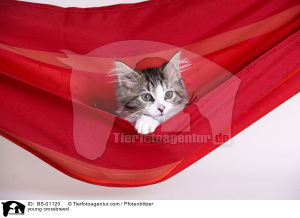 junger Maine-Coon-Mischling / young crossbreed / BS-01120