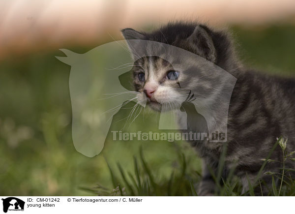 young kitten / CM-01242