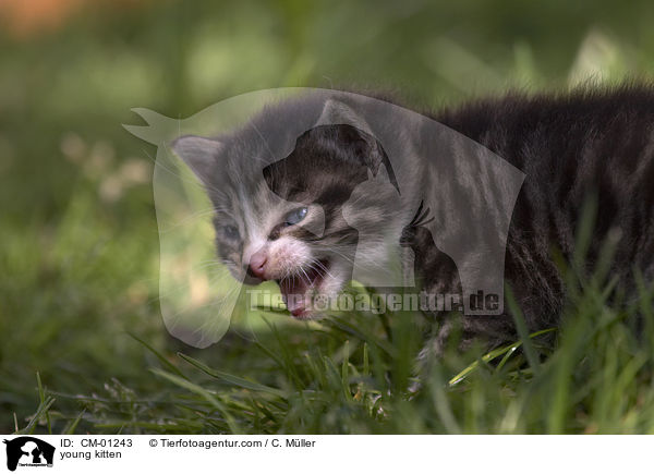 junges Ktzchen / young kitten / CM-01243
