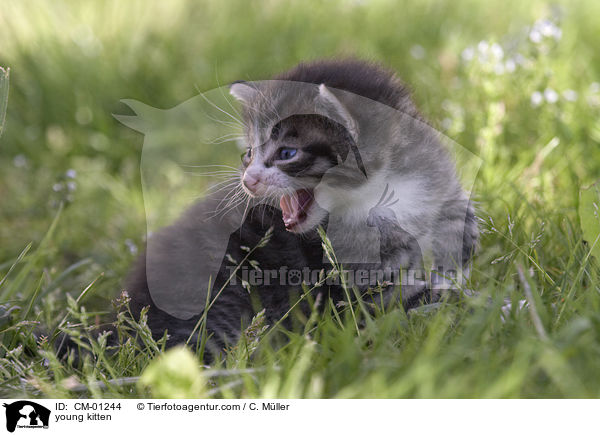 junges Ktzchen / young kitten / CM-01244