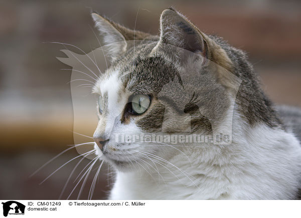 domestic cat / CM-01249