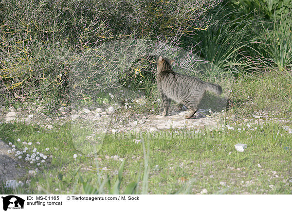 snuffling tomcat / MS-01165