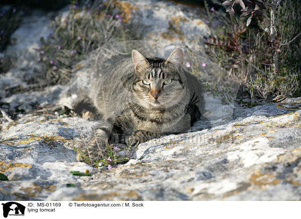 lying tomcat / MS-01169