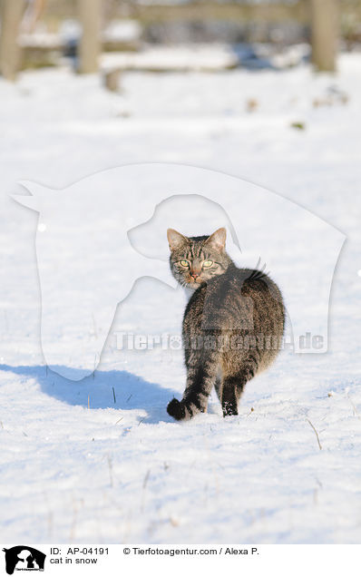 cat in snow / AP-04191