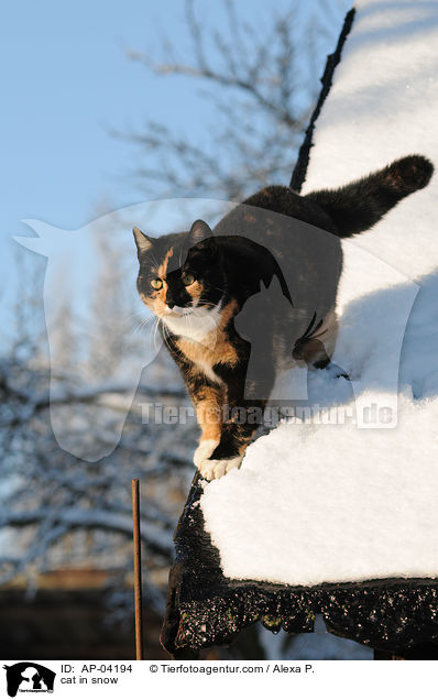 Hauskatze im Schnee / cat in snow / AP-04194
