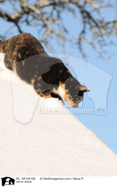 cat in snow / AP-04195