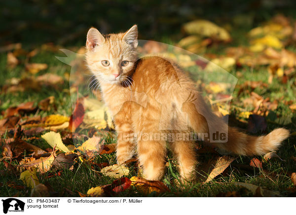 young tomcat / PM-03487