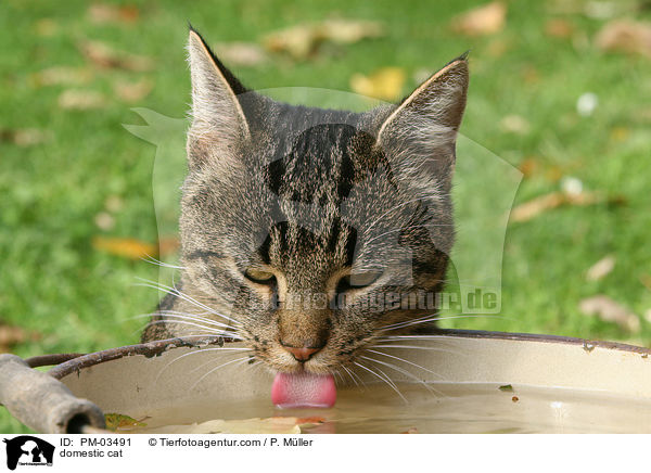 domestic cat / PM-03491