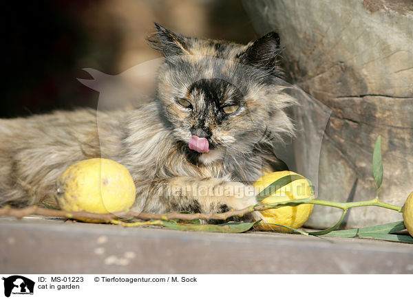 Katze im Garten / cat in garden / MS-01223