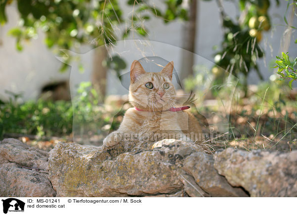 rote Hauskatze / red domestic cat / MS-01241