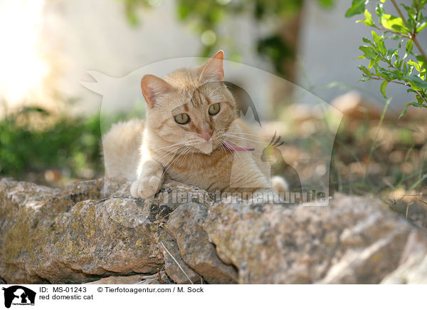 rote Hauskatze / red domestic cat / MS-01243