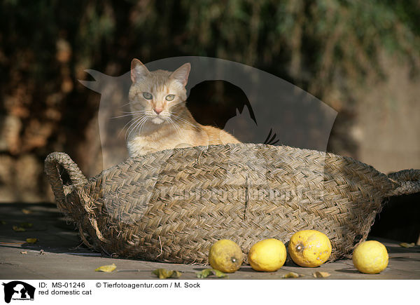 rote Hauskatze / red domestic cat / MS-01246