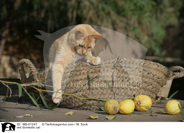 rote Hauskatze / red domestic cat / MS-01247