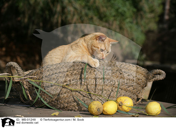 rote Hauskatze / red domestic cat / MS-01248