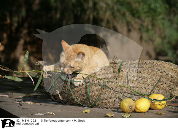 rote Hauskatze / red domestic cat / MS-01252