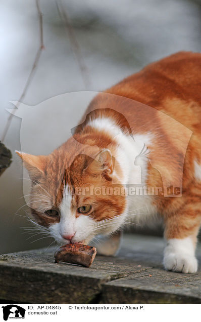 Hauskatze / domestic cat / AP-04845
