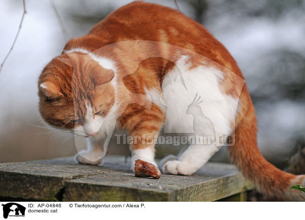 Hauskatze / domestic cat / AP-04846