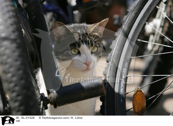 Hauskatze / cat / KL-01428