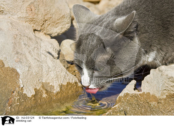 drinking cat / HJ-03124