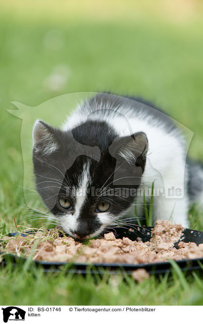 Hausktzchen / kitten / BS-01746