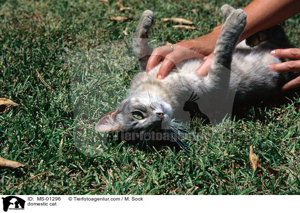 Hauskatze / domestic cat / MS-01296