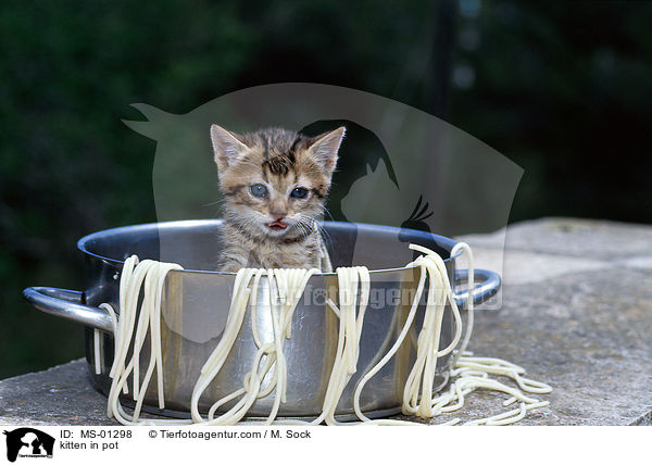 Hausktzchen im Topf / kitten in pot / MS-01298