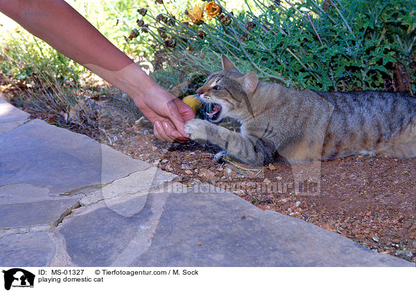 spielende Hauskatze / playing domestic cat / MS-01327