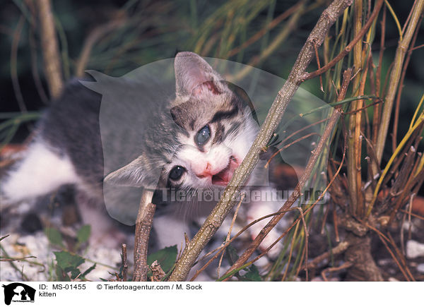 Hausktzchen / kitten / MS-01455