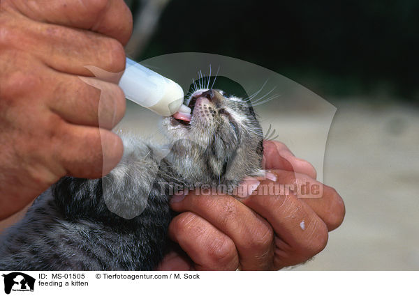 Hausktzchen wird gefttert / feeding a kitten / MS-01505