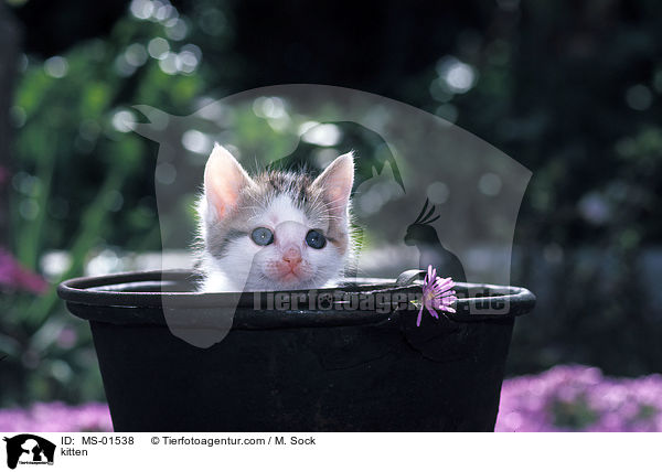 kitten / MS-01538
