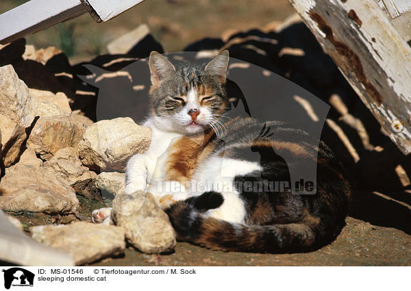 sleeping domestic cat / MS-01546