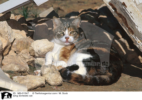 lying domestic cat / MS-01547