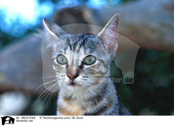 domestic cat / MS-01548