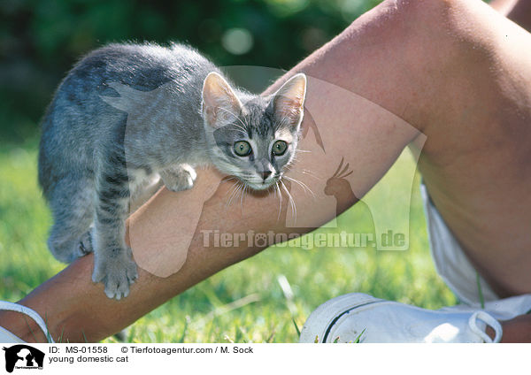young domestic cat / MS-01558